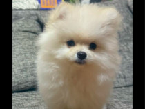 Pomeranian spitz