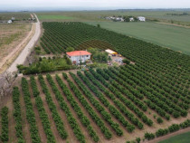 Casă - plantatie aluni 41300mp