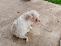 Căței bichon maltez