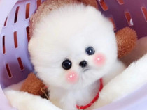 Pomeranian mini ursuleț