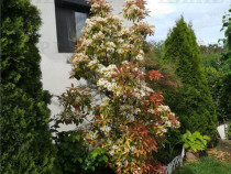 Casa individuala cu 4 camere in Corbu Constanta liniste natu