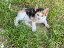 Motan și pisicuțe adoptie