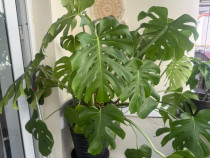 Monstera (glastra si suport planta incluse) terase, balcon