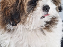 Fetiță Shih Tzu de vânzare