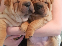 Shar pei foarte creti