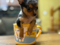 Chihuahua mini toy blue merle RAR, UNICAT.