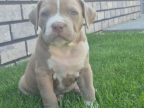 American Bully XL