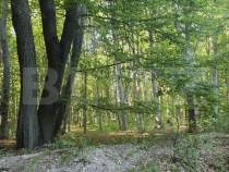 Teren de 524 mp la liziera padurii Faget