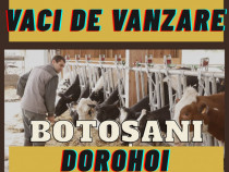 Vaci de lapte - Hoilstein, Baltata Romaneasca, juninci