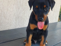 Catelusi Doberman