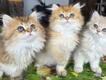British longhair