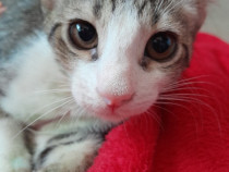 Adoptie motan alb vargat