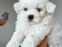Bichon maltez mini toy