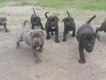 Pui Cane Corso 7 săptămâni