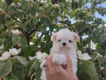 Bichon maltez mini toy