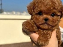 Maltipoo mini toy talie de buzunar