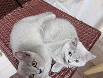 Pisici british shorthair 11 săptămâni