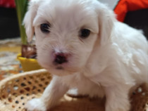 Pui bichon maltez