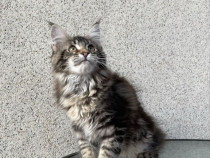 Maine coon băieței și fetițe