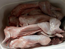Iepuri bio eviscerați pentru consum