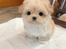 Maltipoo Mini Toy