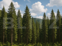 Teren extravilande de vânzare, pădure, 10.000 mp, in Vatra