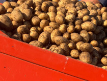 Cartofi albi și roz