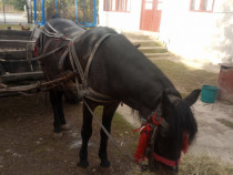 Cal necastrat in vârstă de 5 ani