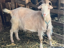 Capra si țap-pereche sau separat