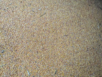 Gr&acirc;u și porumb boabe sau știuleti