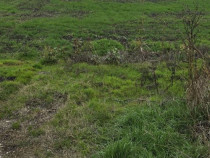 1 DECEMBRIE - TEREN 2500 MP