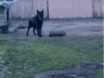 Caini ii dau din lipsa de timp