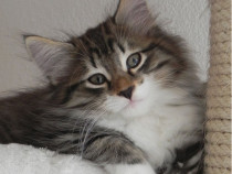 Siberiană de Pădure