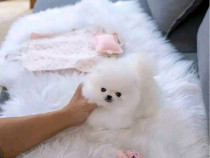 Pomeranian mini toy