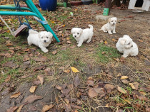 Pui bichon predare personala în Vaslui