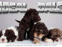 Lagotto Romagnolo – căței hipoalergenici, inteligenți și pregătiți pen