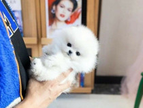 Pomeranian ursulet mini talie mica Rasa pura