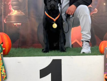 Cane Corso femela