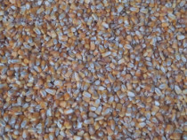 Grăunţe,boabe porumb