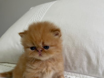 Persană Chinchilla / kittens