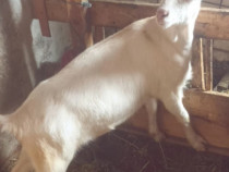 Schimbă locaţia iadă gestantă Saanen