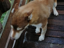 Donez cățel cuminte