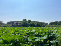 Teren de Vis pe malul lacului Snagov / 4000 mp in inima Natu