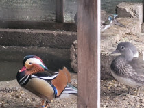 Rățoi mandarin 2 ani