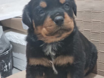 Puiuți drăguți Rottweiler