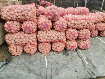 Cartofi consum roșu