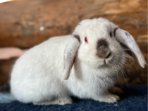 Iepurași pitici disponibili