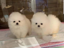 Pomeranian boo mini Cadoul ideal pt. cei dragi