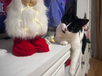 Adopție pisică. BOTOȘANI