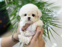 Bichon Frise Mini Toy